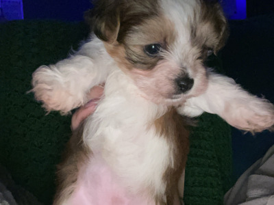 Biewer Terrier puppies 🐶 in Cork