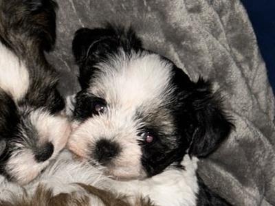 Biewer Terrier puppies 🐶 in Cork