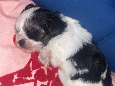 Biewer Terrier puppies 🐶 in Cork