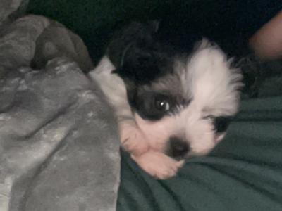 Biewer Terrier puppies 🐶 in Cork