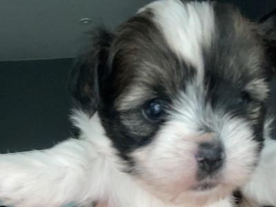 Biewer Terrier puppies 🐶 in Cork