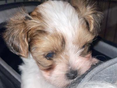 Biewer Terrier puppies 🐶 in Cork