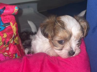 Biewer Terrier puppies 🐶 in Cork