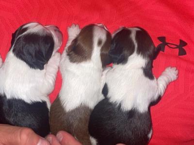 Biewer Terrier puppies 🐶 in Cork