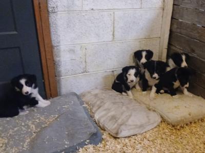 Border Collie puppies in Leitrim