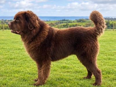 *BEAUTIFUL BROWN NEWFOUNDLAND STUD AVAILABLE – FULLY HEALTH TESTED*