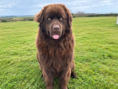 *BEAUTIFUL BROWN NEWFOUNDLAND STUD AVAILABLE – FULLY HEALTH TESTED*