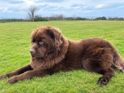 *BEAUTIFUL BROWN NEWFOUNDLAND STUD AVAILABLE – FULLY HEALTH TESTED*