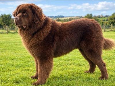 *BEAUTIFUL BROWN NEWFOUNDLAND STUD AVAILABLE – FULLY HEALTH TESTED*