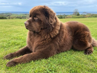 *BEAUTIFUL BROWN NEWFOUNDLAND STUD AVAILABLE – FULLY HEALTH TESTED*