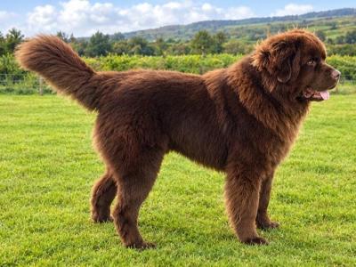 *BEAUTIFUL BROWN NEWFOUNDLAND STUD AVAILABLE – FULLY HEALTH TESTED*