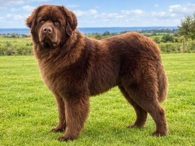 *BEAUTIFUL BROWN NEWFOUNDLAND STUD AVAILABLE – FULLY HEALTH TESTED*