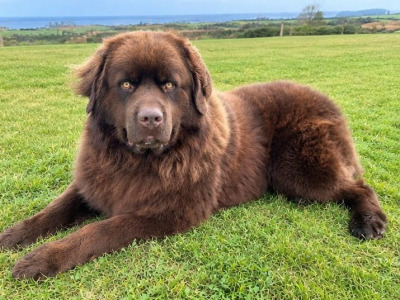 *BEAUTIFUL BROWN NEWFOUNDLAND STUD AVAILABLE – FULLY HEALTH TESTED*