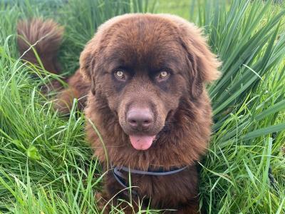 *BEAUTIFUL BROWN NEWFOUNDLAND STUD AVAILABLE – FULLY HEALTH TESTED*