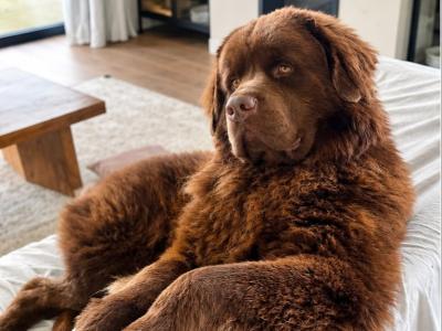 *BEAUTIFUL BROWN NEWFOUNDLAND STUD AVAILABLE – FULLY HEALTH TESTED*
