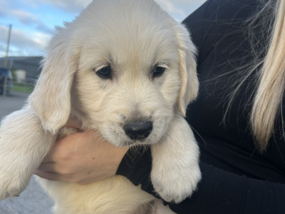 Beautiful Show Quality IKC Registered (Pending) Golden Retriever puppies available in Kilkenny