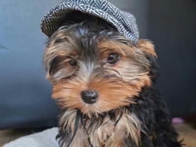💕 Beautiful Yorkshire Terrier puppies in Roscommon 💕