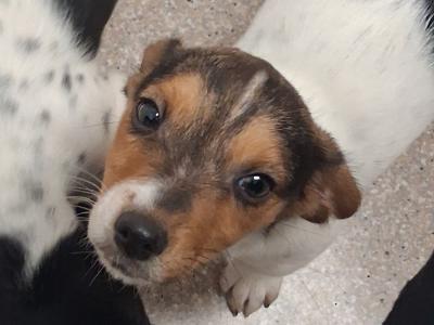 Cocker Spaniel x Jack Russell puppies