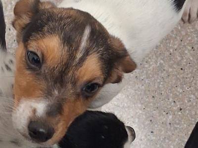 Cocker Spaniel x Jack Russell puppies in Cavan