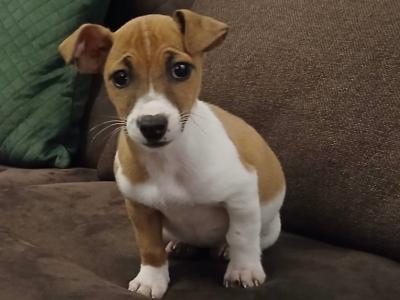 1 female Jack Russell puppy left for sale near Mallow Cork, €400