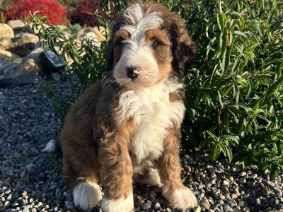 Standard Bernedoodle puppies in Wexford