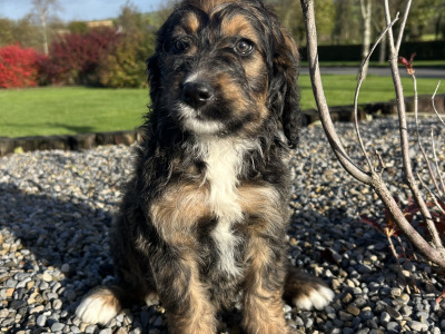 Standard Bernedoodle puppies in Wexford