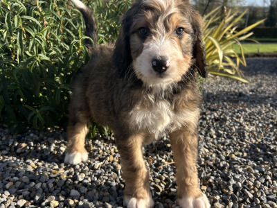 Standard Bernedoodle puppies in Wexford