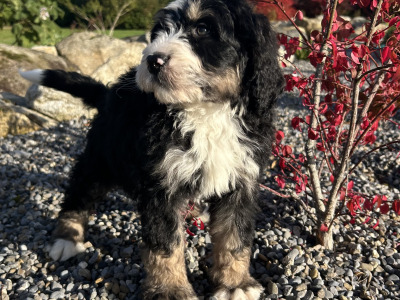Standard Bernedoodle puppies in Wexford
