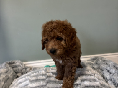🐾 Deep Red Toy Cavapoo puppies in Carlow 🐾