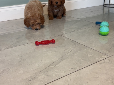 🐾 Deep Red Toy Cavapoo puppies in Carlow 🐾