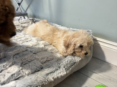🐾 Deep Red Toy Cavapoo puppies in Carlow 🐾