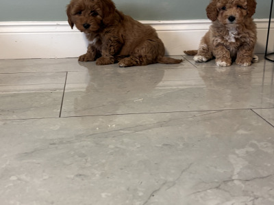 🐾 Deep Red Toy Cavapoo puppies in Carlow 🐾