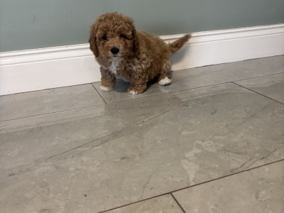 🐾 Deep Red Toy Cavapoo puppies in Carlow 🐾