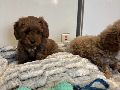 🐾 Deep Red Toy Cavapoo puppies in Carlow 🐾