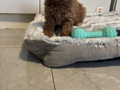 🐾 Deep Red Toy Cavapoo puppies in Carlow 🐾