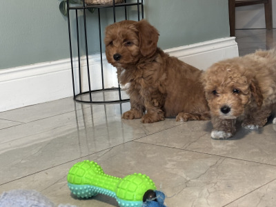 🐾 Deep Red Toy Cavapoo puppies in Carlow 🐾