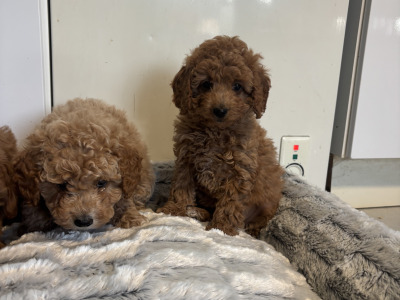 🐾 Deep Red Toy Cavapoo puppies in Carlow 🐾