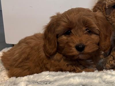 🐾 Deep Red Toy Cavapoo puppies in Carlow 🐾
