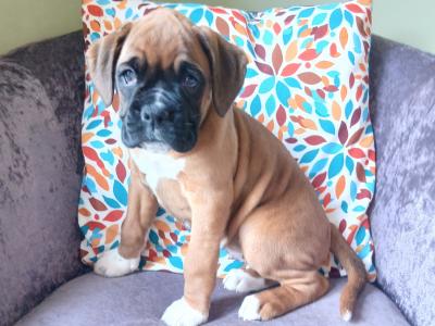 IKC Registered (pending) Boxer puppies in Carlow
