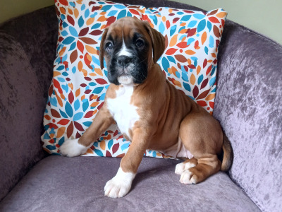 IKC Registered (pending) Boxer puppies in Carlow