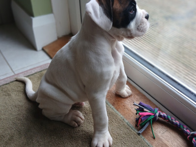 IKC Registered (pending) Boxer puppies in Carlow