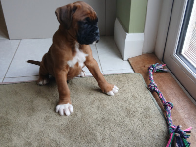 IKC Registered (pending) Boxer puppies in Carlow
