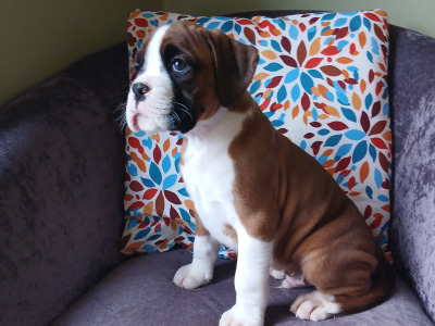 IKC Registered (pending) Boxer puppies in Carlow
