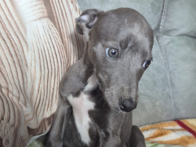 Whippets €450 in Carlow
