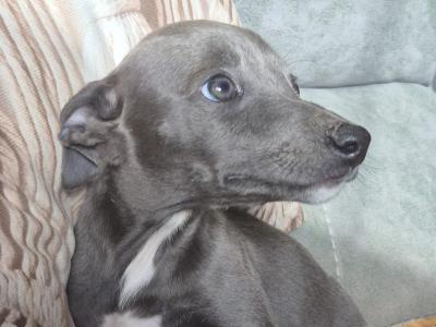 Whippets €450 in Carlow