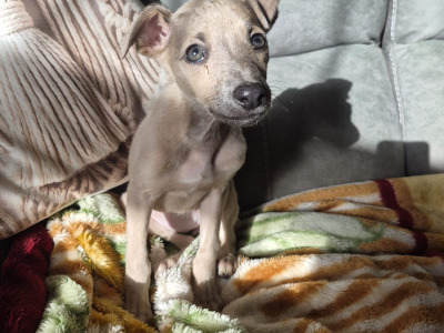 Whippets €450 in Carlow