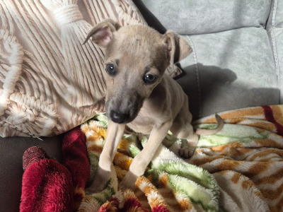 Whippets €450 in Carlow