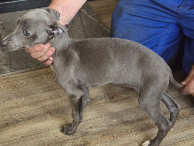 Whippets €450 in Carlow