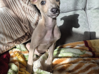 Whippets €450 in Carlow