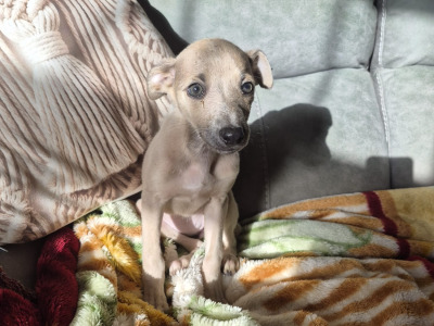 Whippets €450 in Carlow